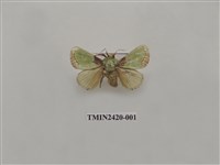 藏品(基褐綠刺蛾)的圖片